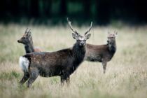 Skudt med bedøvelsespil