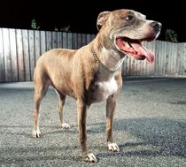 14-årig skambidt af hund