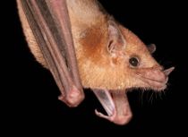 Flagermus tvinger hastighed ned til 50 km/t