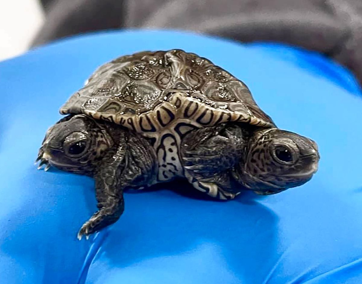En tohovedet sumpskildpadde hører ikke hverdagen til.
