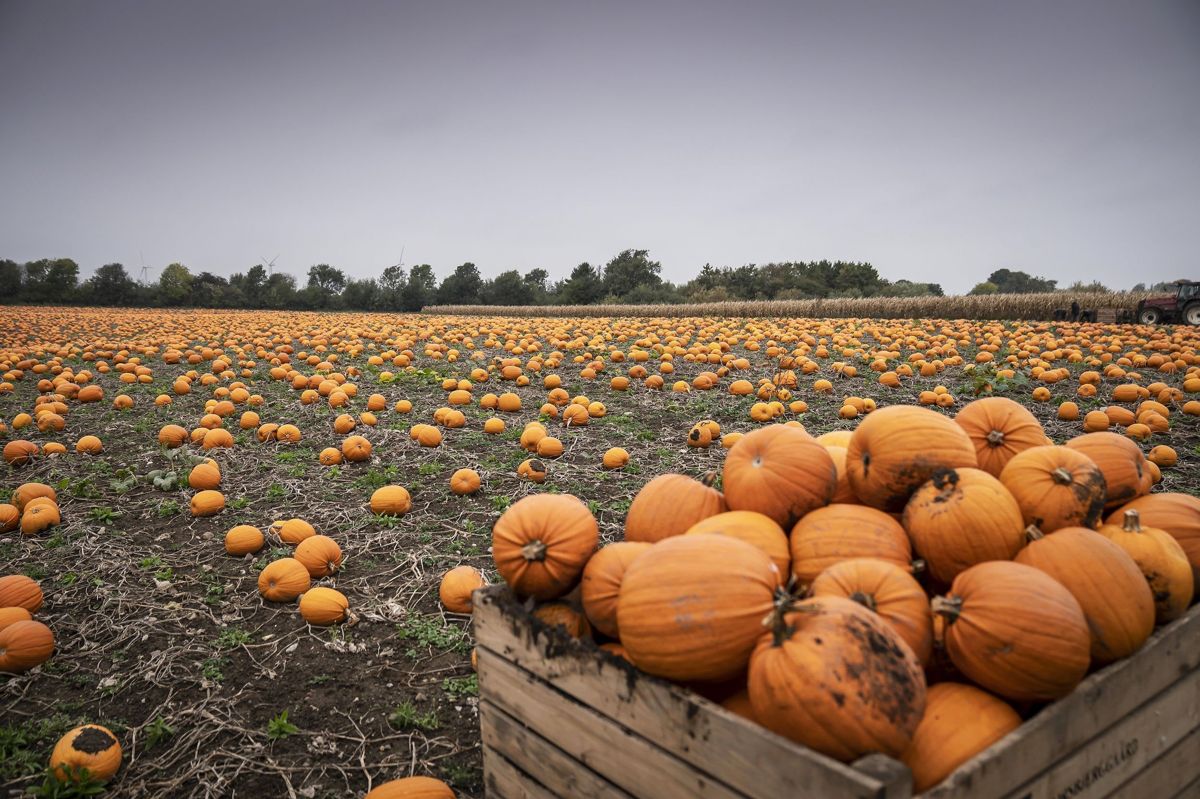 Siden sidste år er arealet til dyrkning af de græskar, vi bruger til halloween, vokset med 20 procent.