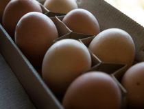 Advarer: Risiko for salmonella i disse æg