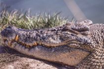 Mand i voldsom dødskamp mod krokodille