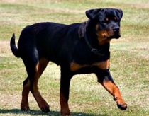 Rottweiler gik til angreb på kvinde