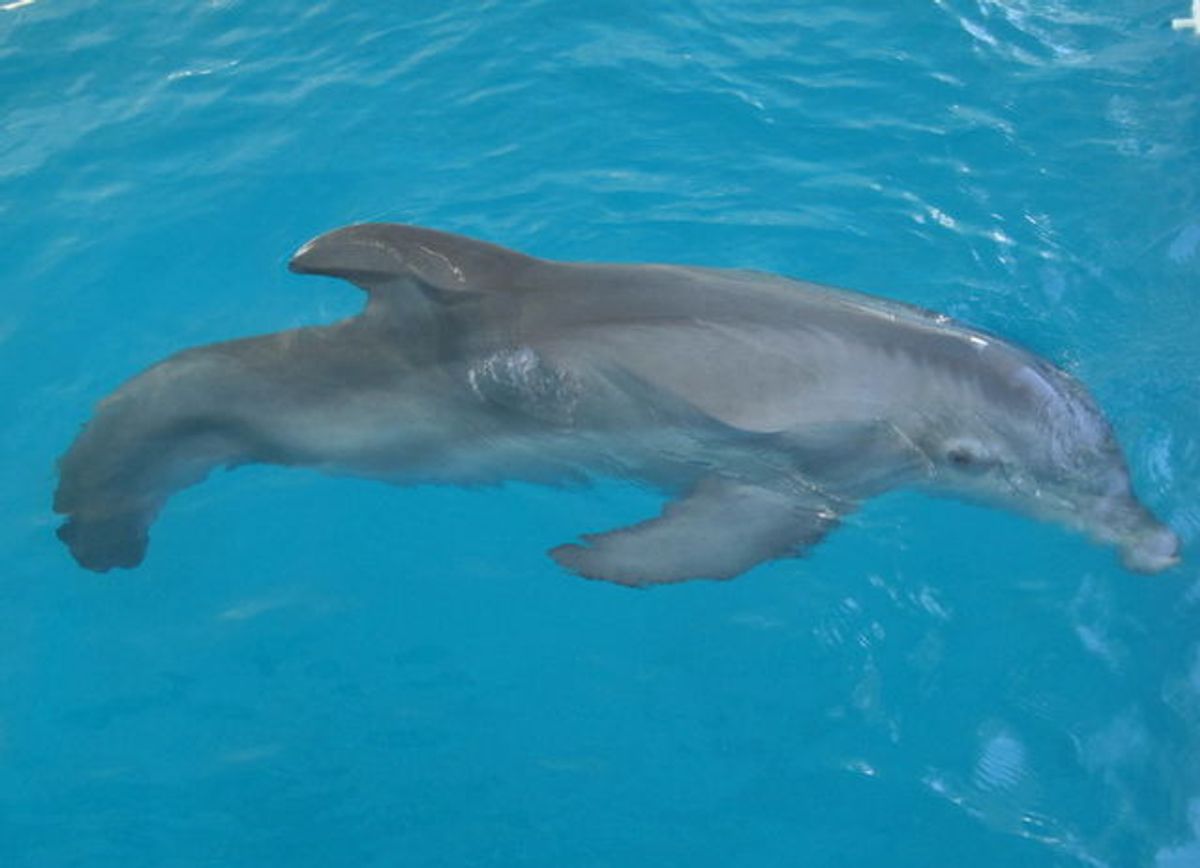 Delfinen Winter fik amputeret sin hale og fik siden hen en haleprotese.
