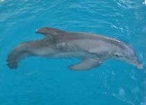 Verdensberømt delfin er død