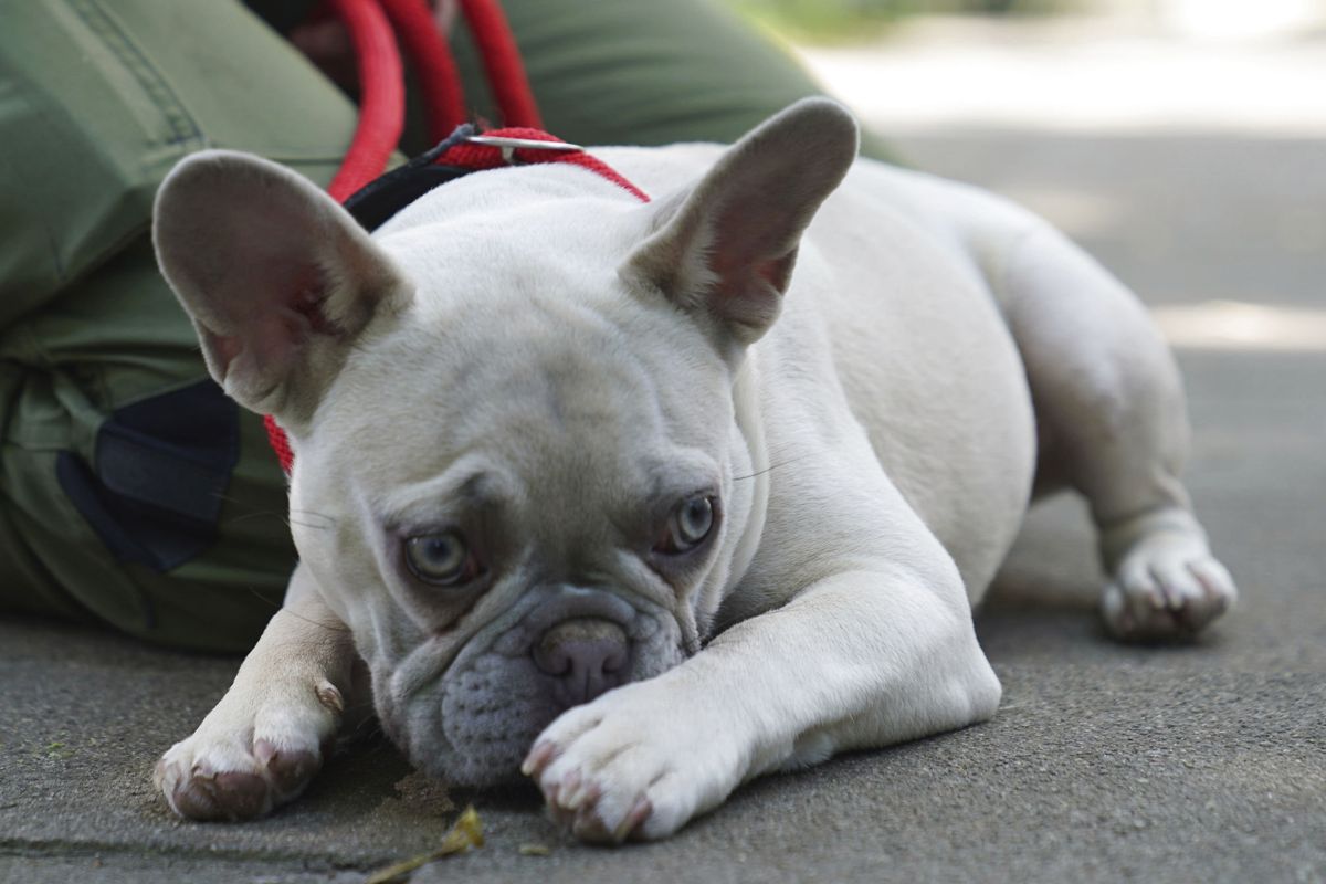42 hundehvalpe af racen fransk bulldog er alle blevet solgt ulovligt, hævder anklagemyndigheden. To mænd og en kvinde er tiltalt for de ulovlige salg. To af de tiltale er også anklaget for dokumentfalsk. Retten i Svendborg tager torsdag hul på sagen. (Arkivfoto).