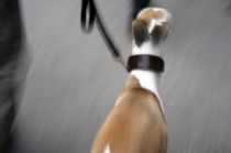 Luftede hund med gevær