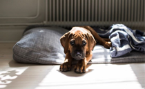 Dette kan være livsfarligt for din hund