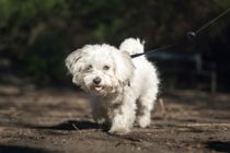 Livsfarlig sygdom: Sådan tjekker du din hund