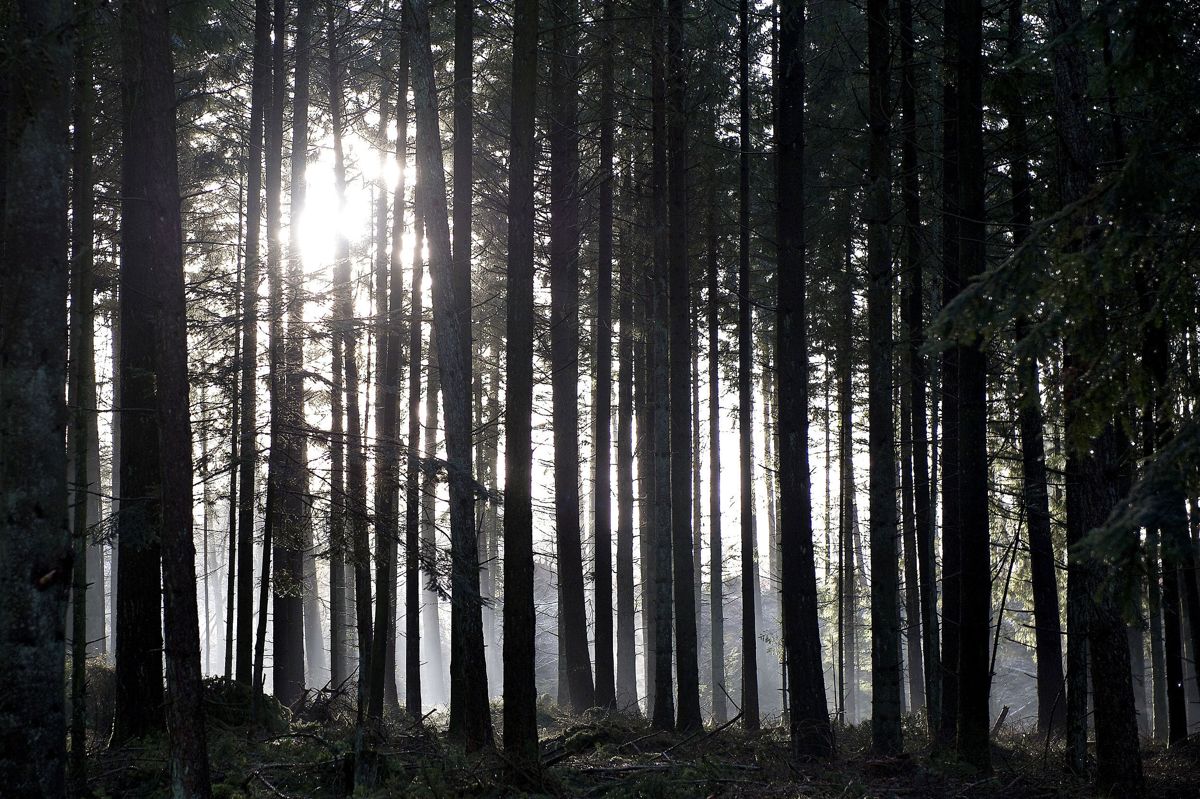 Fredag ventes der sol over det meste af landet. (Arkivfoto)