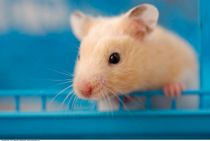 Vil aflive flere tusind hamstere