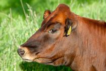 500 kilo kød på fri fod