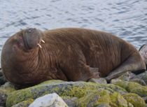 Vinter-hvalros i Hvide Sande
