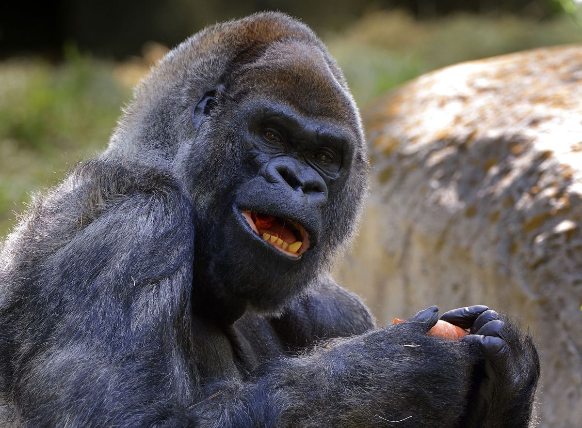 61-årige Ozzie, der blev fundet død i Zoo Atlanta tiorsdag den 25. januar, blev regnet for verdens ældste levende han-gorilla.
