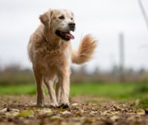 Hunde-eksplosion skaber konflikter