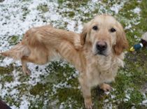 Finder 17 forladte hunde