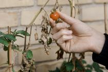 Haven i marts: Pas på her