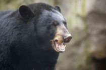 Jagter kæmpe bjørn bag 40 indbrud