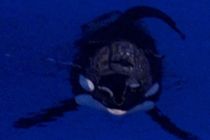 Spotter flokke af spækhuggere ved Skagen