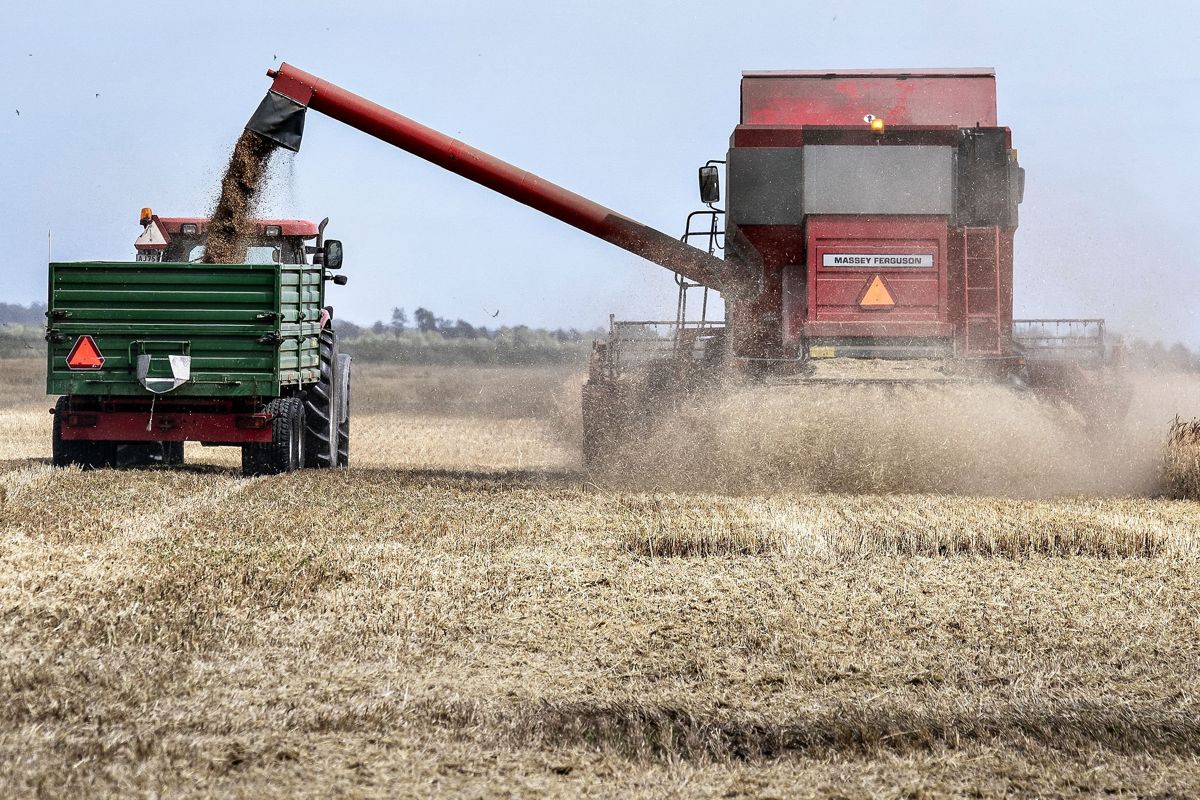 Store landbrugsarealer er en trussel for biodiversiteten. Danmark skal gøre mere for at sikre naturen omkring de store marker, mener EU-Kommissionen. (Arkivfoto).