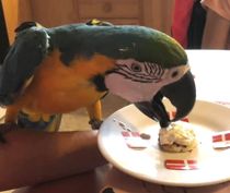 Familien knust: Udlover dusør for Carlo