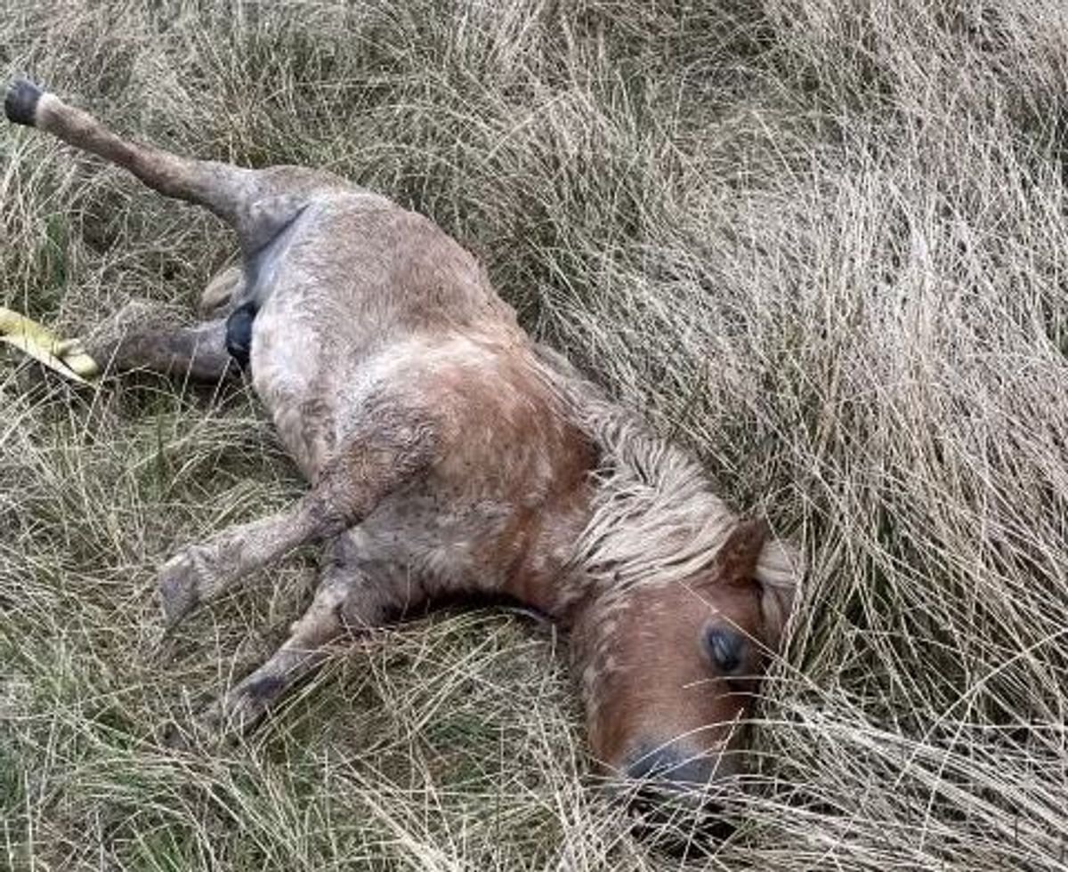 Shetlandsponyen Frede blev fundet dræbt i nærheden af hans fold i Sparkær.