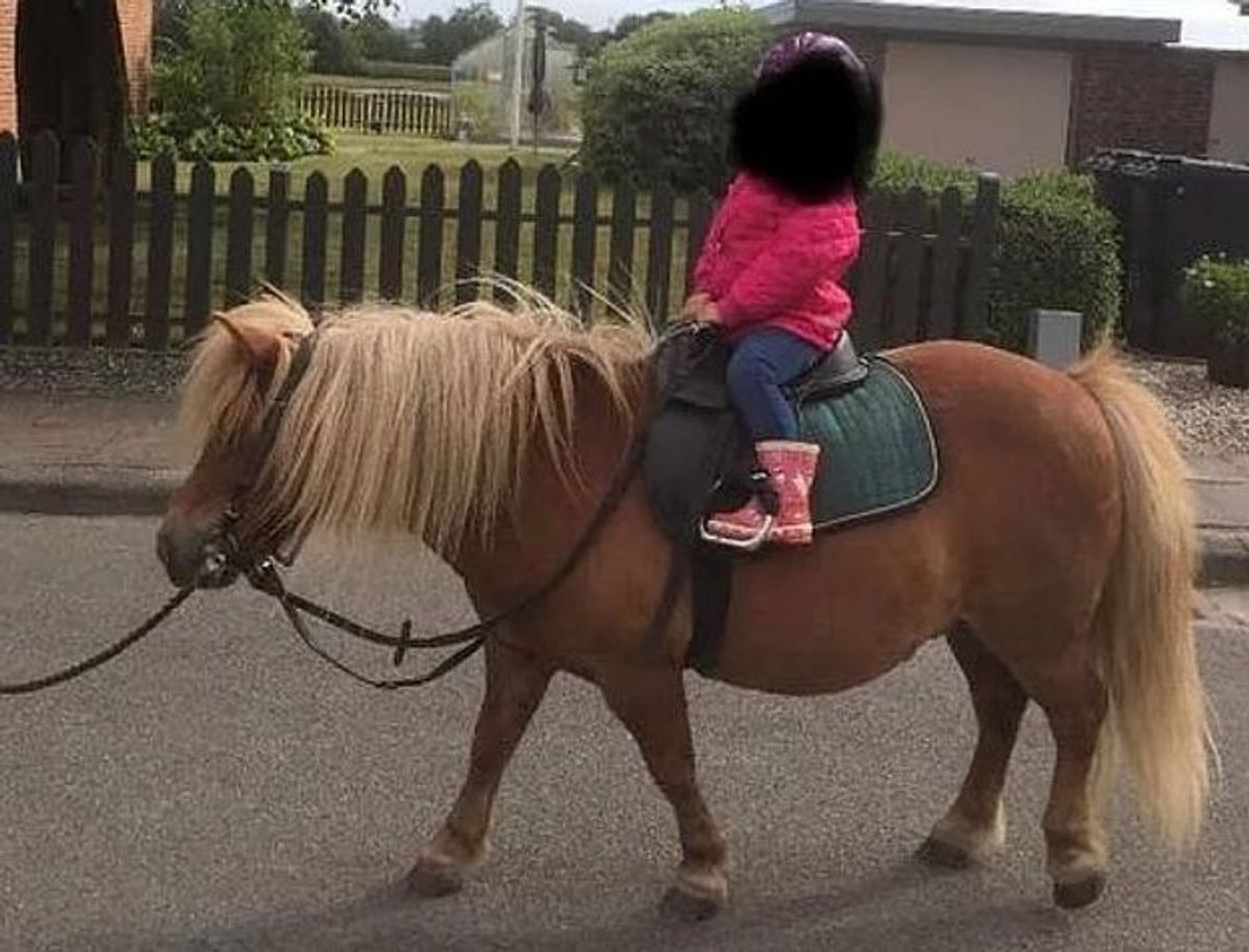 Pigerne ved endnu ikke, at de får en ny hest. Det skal være en overraskelse.