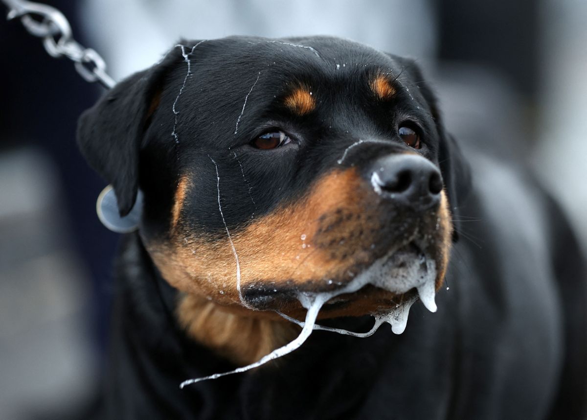 Det var en Rottweiler-lignende hund, der skambed kvinden alvorligt i ansigtet.