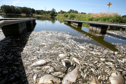 Der er mistanke om en slags forurening i floden Oder, hvor tusindvis af døde fisk er fundet, her ved den polske by Kostrzyn.