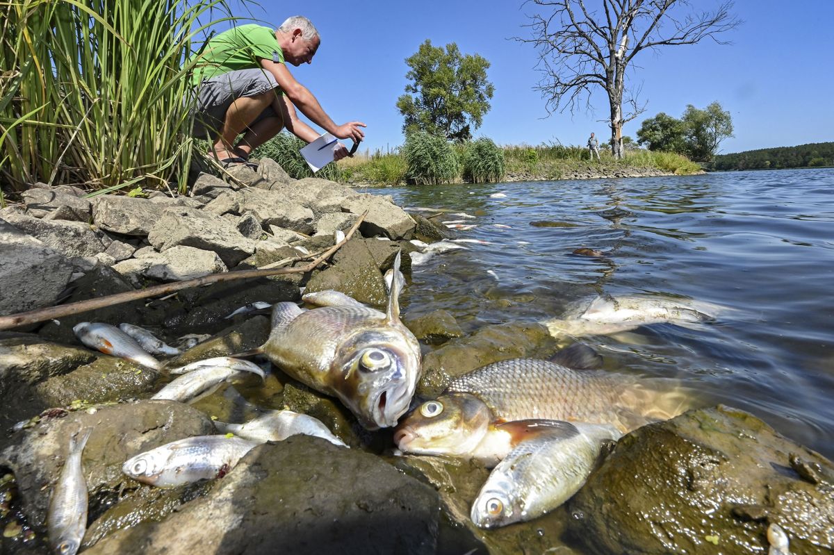 En mand ser nærmere på de døde fisk ved Schwedt i den tyske delstat Brandenburg.