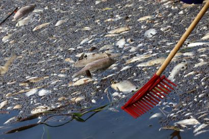 Arbejdet med at fjerne de mange døde fisk fra floden Oder er i gang. Nu skal en ekspertgruppe forsøge at finde årsagen til, at op mod 100 ton fisk i floden er døde.