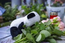 Nyt i sag om drab på gravid