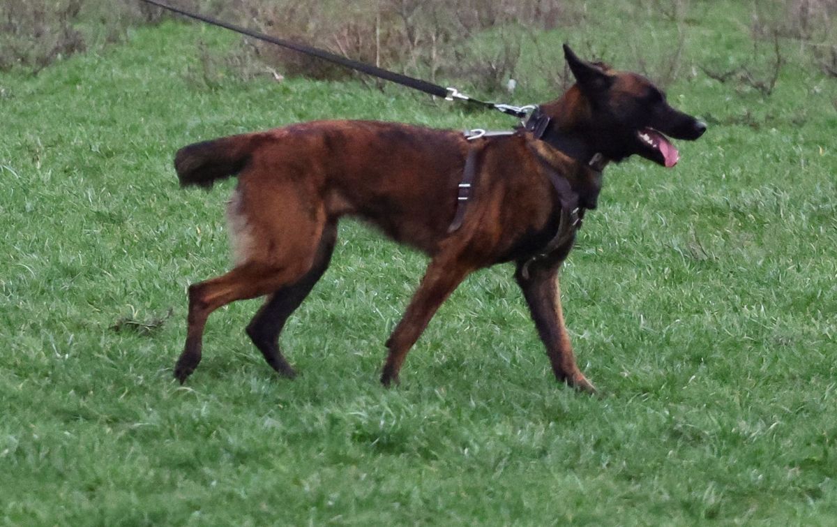 En hund angreb en anden hund. Derefter eskalerede det voldsomt. Billedet er ikke relateret til historien.