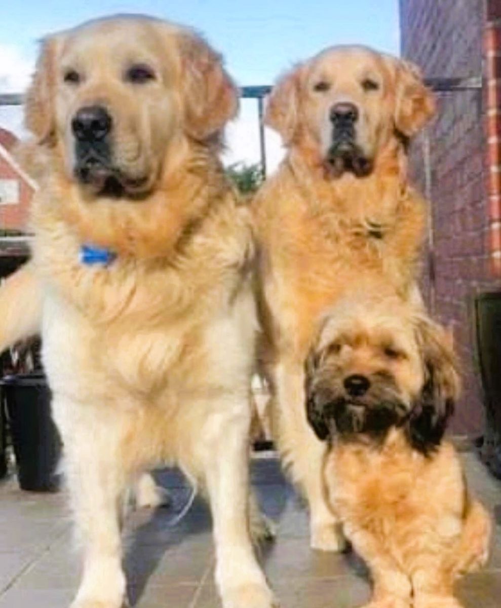 Hundeejeren elsker sine tre hunde - to golden retrievere og en gravhund - over alt på jorden.