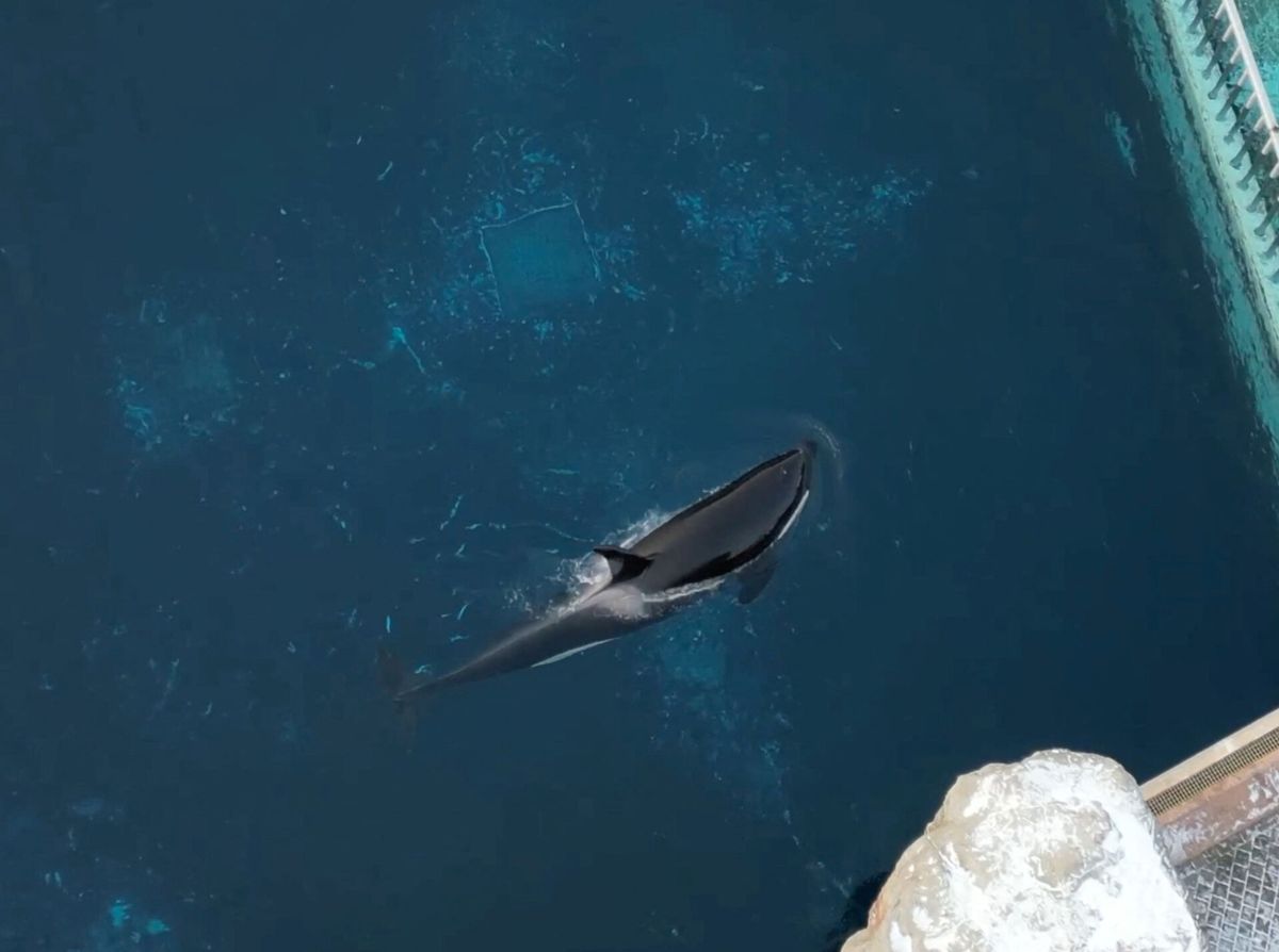 Kiska fik en usandsynlig trist skæbne på grund af os mennesker.