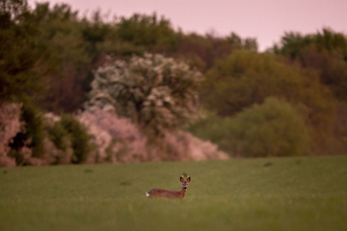 En kombination af sygdom og faldende økologisk bæreevne kan være forklaringer på et markant fald i antallet af nedlagte rådyr. (Arkivfoto).