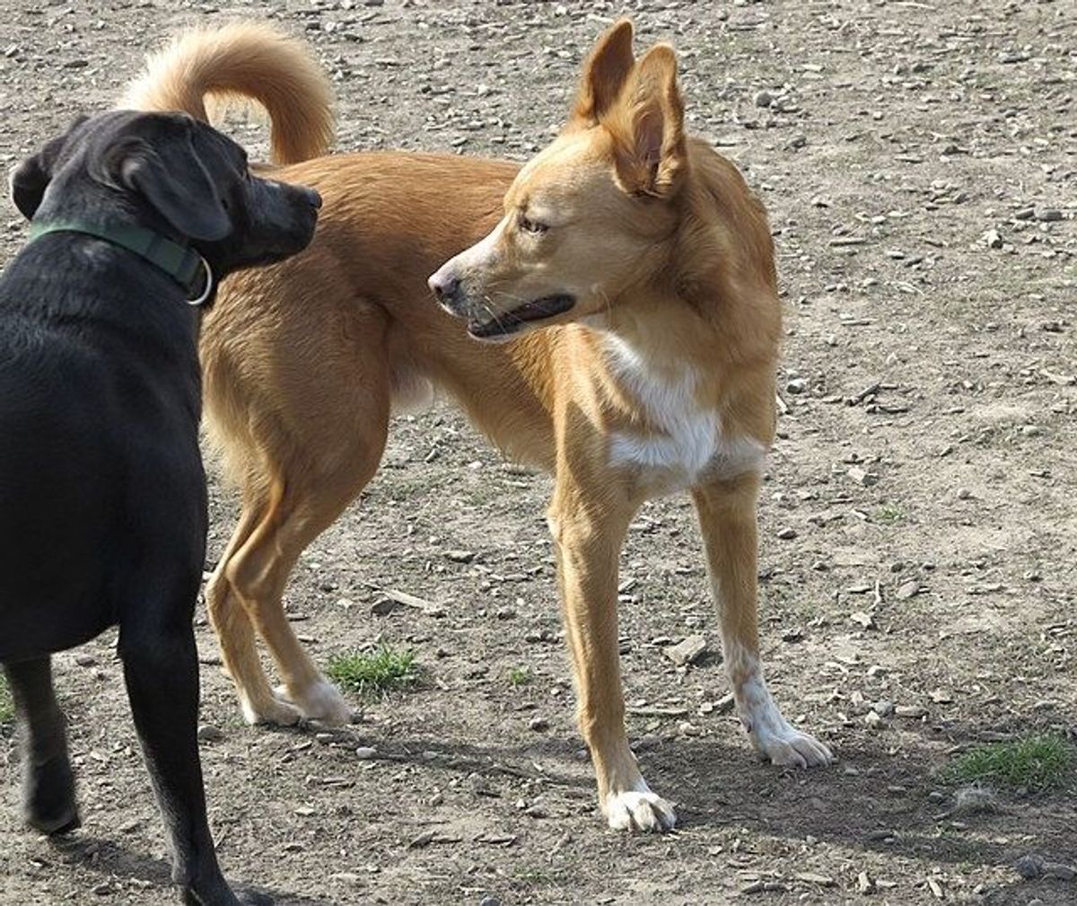 Det var hundenes ejere - ikke hundene - som røg i totterne på hinanden. (Arkivfoto).