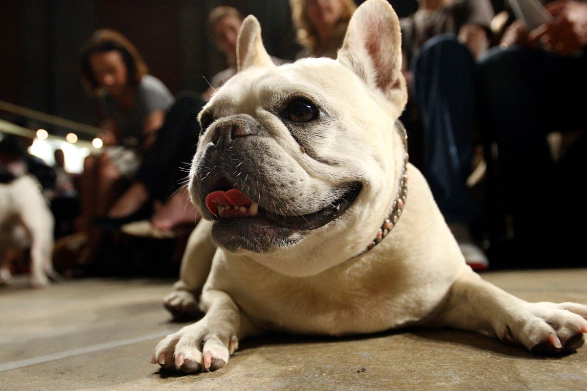 Her er den nye dronning - tæven Lola af racen Fransk bulldog.