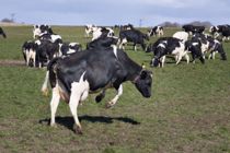 Skrækfund: Vi tager ingen chancer