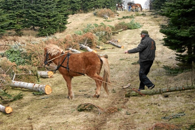 Peter Smed og islænderen Freja har vundet flere konkurrencer i tømmertræk, og evnerne kom fuldt ud til nytte forleden dag, da makkerparret hjalp med at få trukket en død ko op af sump og op ad fedtede, stejle bakker, hvor maskiner måtte melde pas. Privatfoto