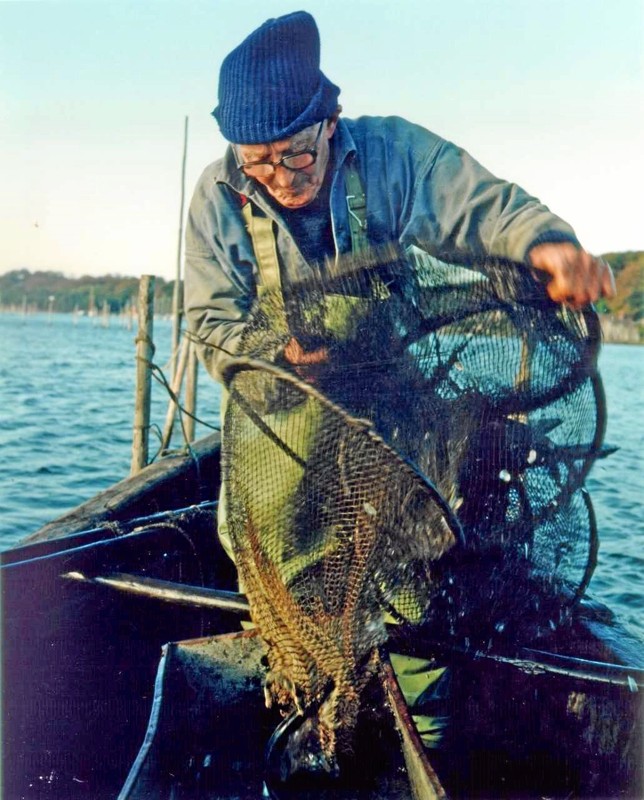 Ålekrogs fiskeri var førhen en ganske almindelig måde at fiske på, men i dag praktiseres metoden meget sjældent. Onsdag 14. august kan du opleve denne del af kulturhistorien på Hadsund Egnssamling, når filmen Ålekrogsfiskeri i Mariager Fjord vises. ?Foto: Nordjyllands Historiske Museum