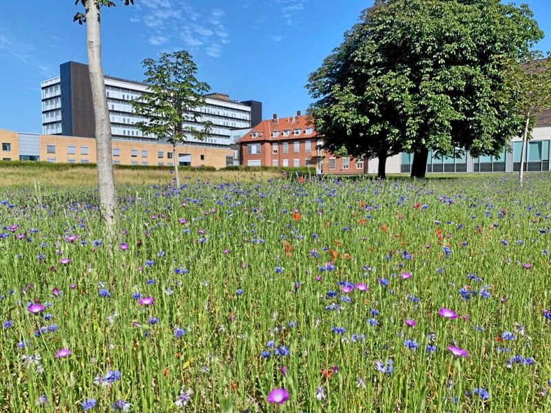 På matriklen i Hjørring har gartneriet ladet græs og naturlige forekomster af vilde blomster gro.Privatfoto