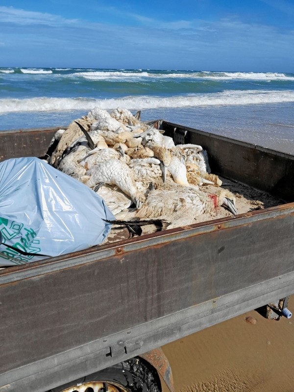 Her er det noget af dagens høst ved Kjul Strand og Husmoderstranden i Hirtshals. Det er Peter Skovbo fra forvaltningen, der har samlet sulerne op i sin ladbil. Foto: Jens Brændgaard