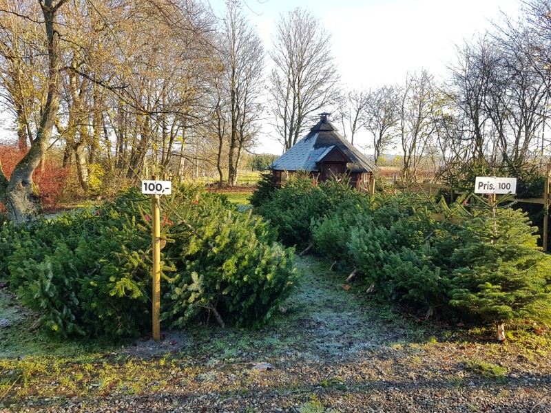 Langt væk fra vinmarkerne i Italien - hjemme ved Rostrup Hedegård - står den på juletræsproduktion. Du kan allerede nu komme forbi og vælge dette års træ.