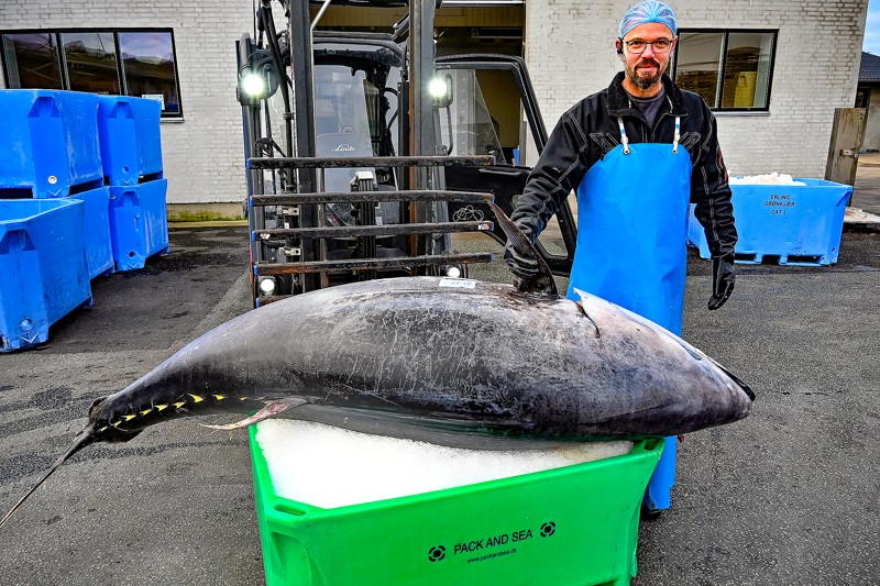 2,5 meter lang er den imponerende tun. Her sammen med en medarbejder hos Dengsø S i Hanstholm, hvor fisken kom på køl, før den videre tur mod Berlin.