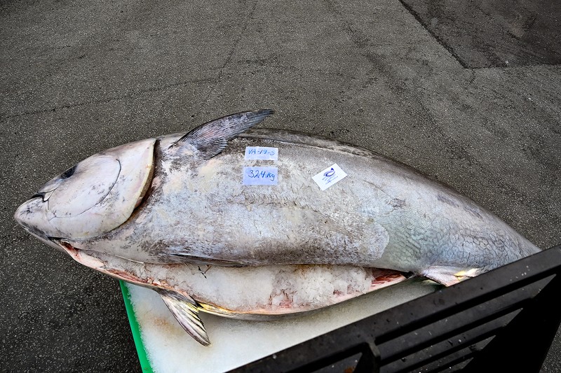 Tunfisken er fanget af den norske trawler Tenor.