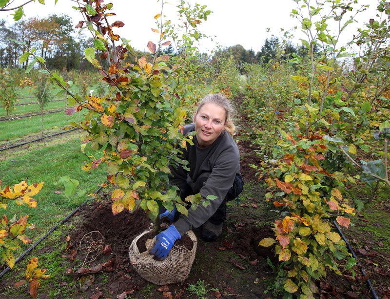 Anne Nørgaard Nielsen i fuld gang med at grave bøgetræer op i sin nyetablerede planteskole.
