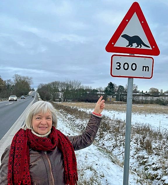 Odderen ser sig ikke altid for, når den passerer vejen. Foto: Fredensborg Kommune