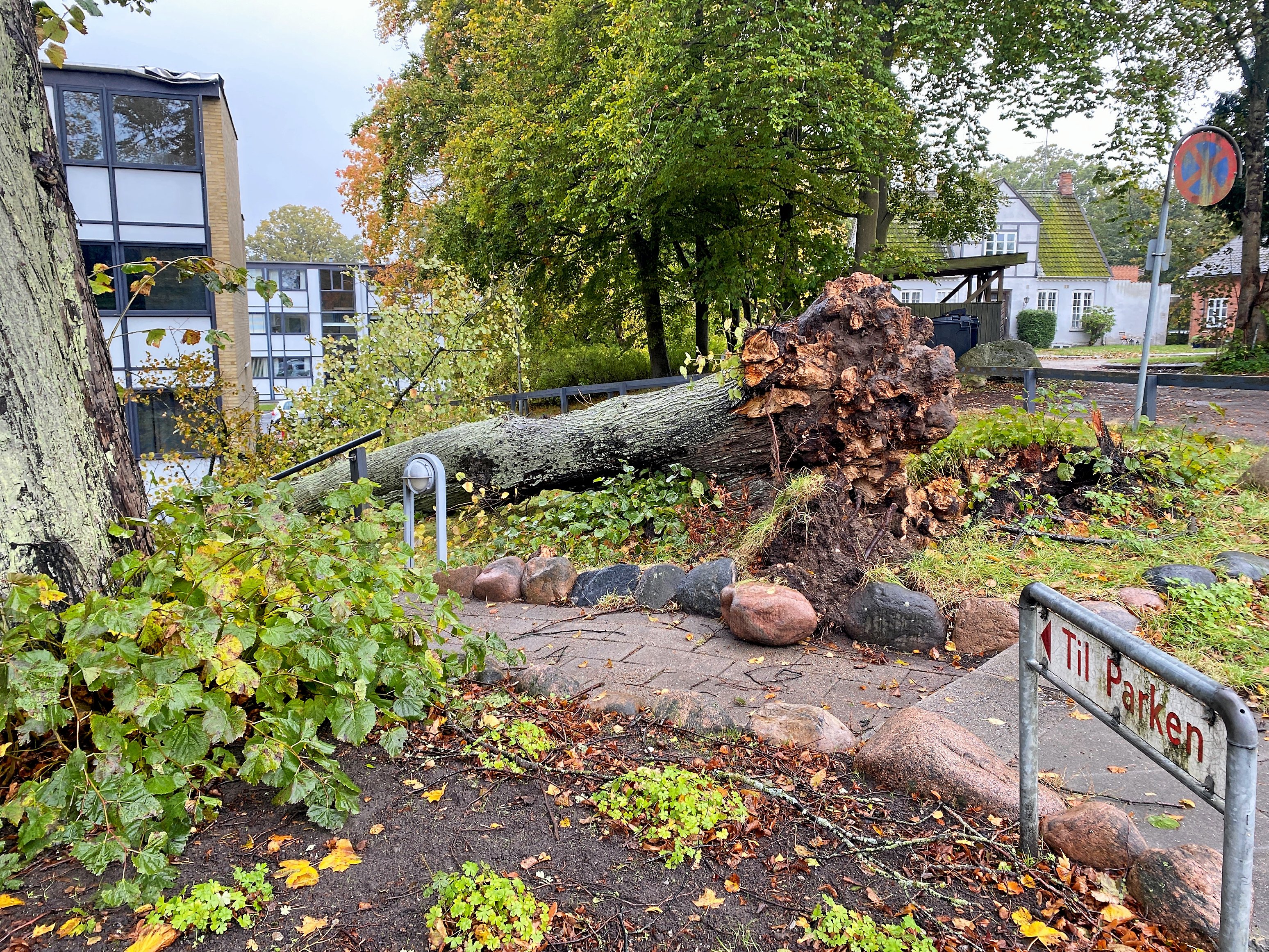 Bange for det vælter: Skrøbeligt træ må holde ud lidt endnu ...